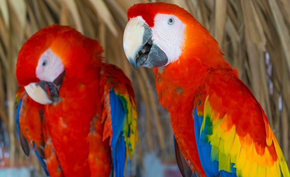 two scarlet macaws preview