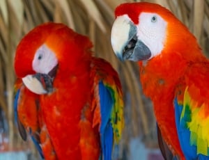 two scarlet macaws thumbnail