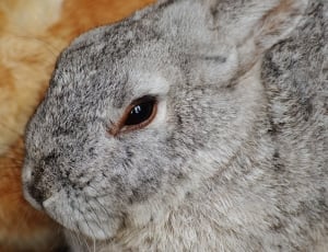 gray rabbit thumbnail