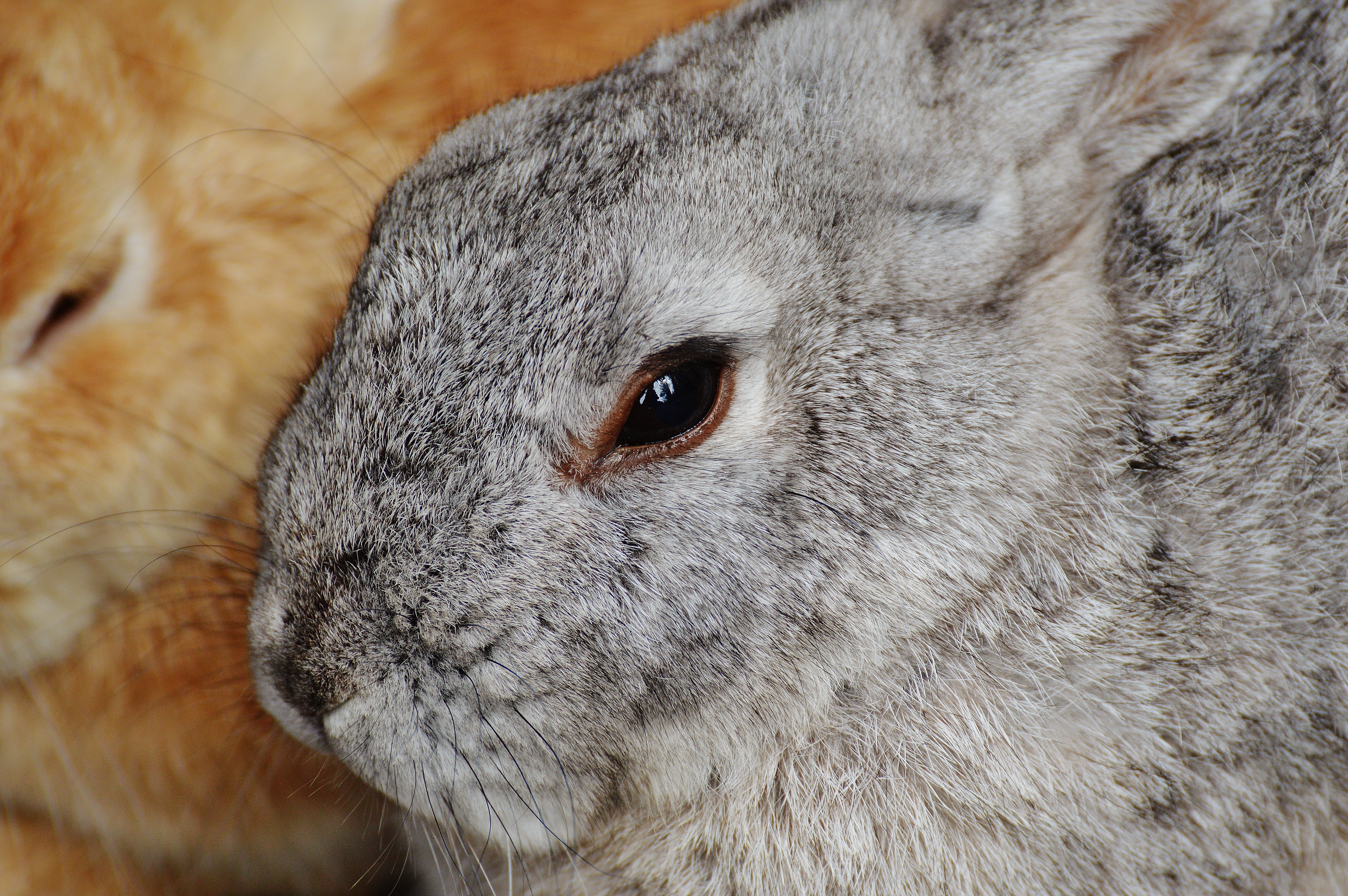 Цвет шерсти зайца. Кролики. Серый кролик. Шерсть зайца. Кролик крупным планом.