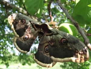 Cecropia Moth on a branch closeup photo at daytime thumbnail