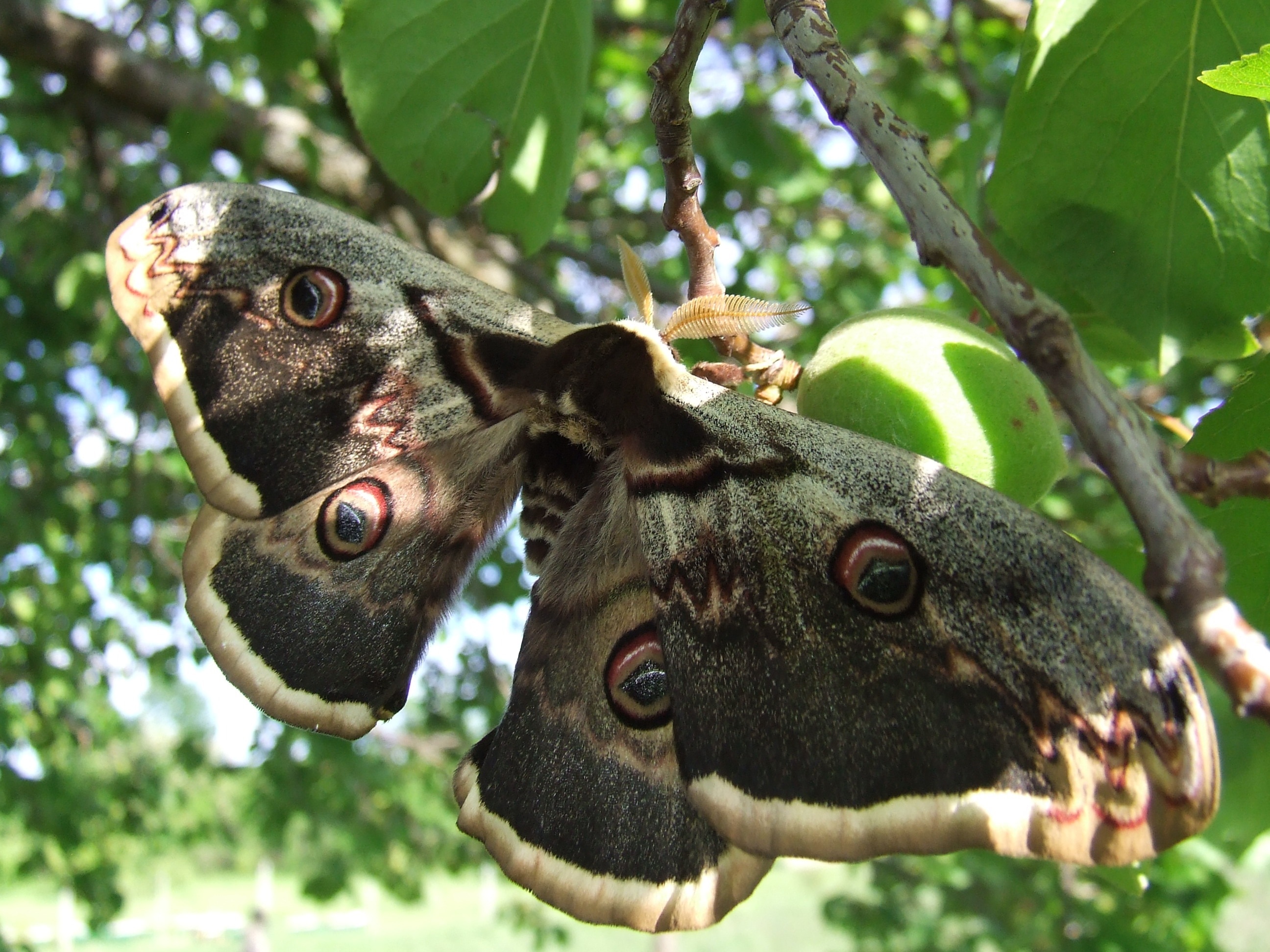 Cecropia Moth on a branch closeup photo at daytime