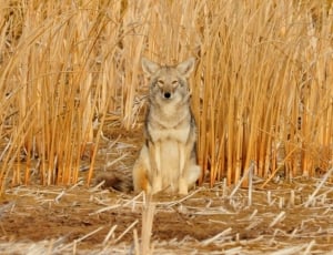 gray wolf in grassland thumbnail