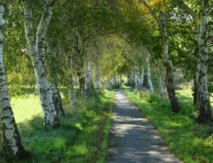 grey concrete pathway beside trees thumbnail