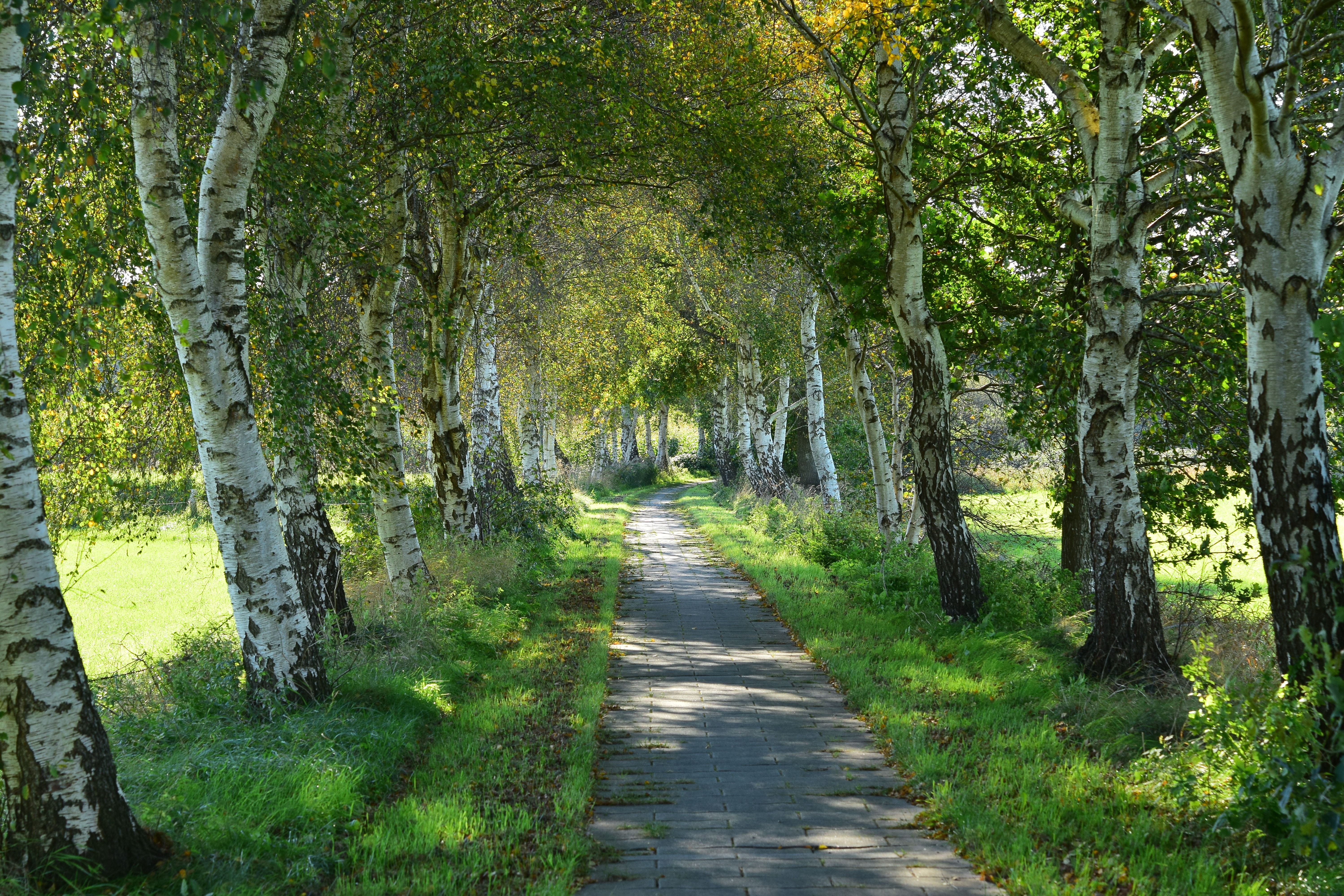 grey concrete pathway beside trees