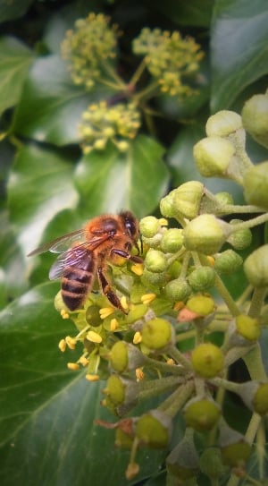 honey bee on yellow and green flower thumbnail