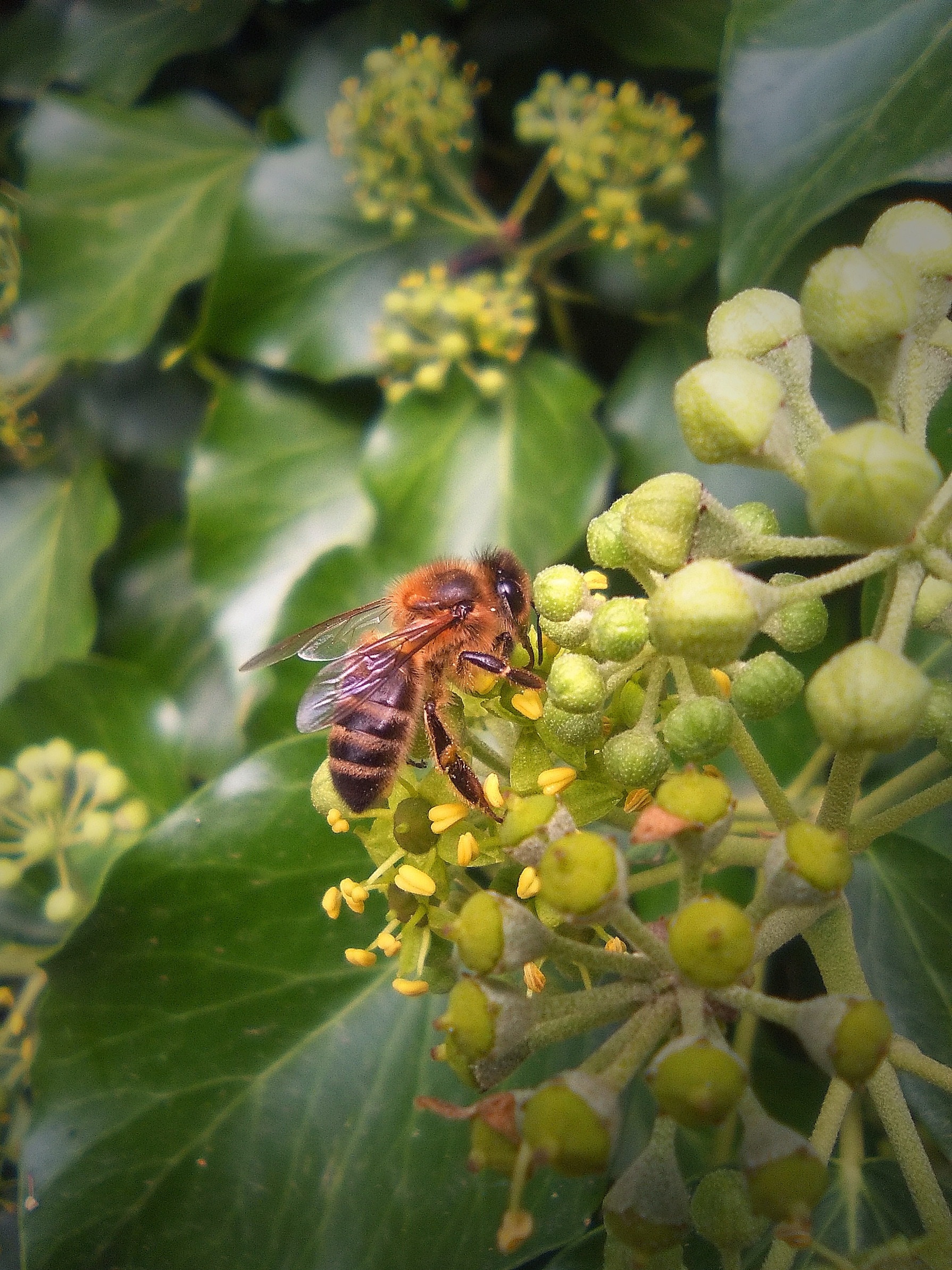 honey bee on yellow and green flower