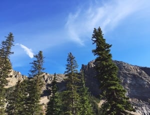 pine trees in front of cliff thumbnail