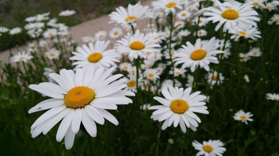 field of white common daisy flowers preview