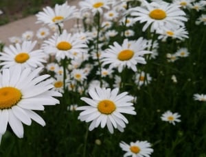 field of white common daisy flowers thumbnail