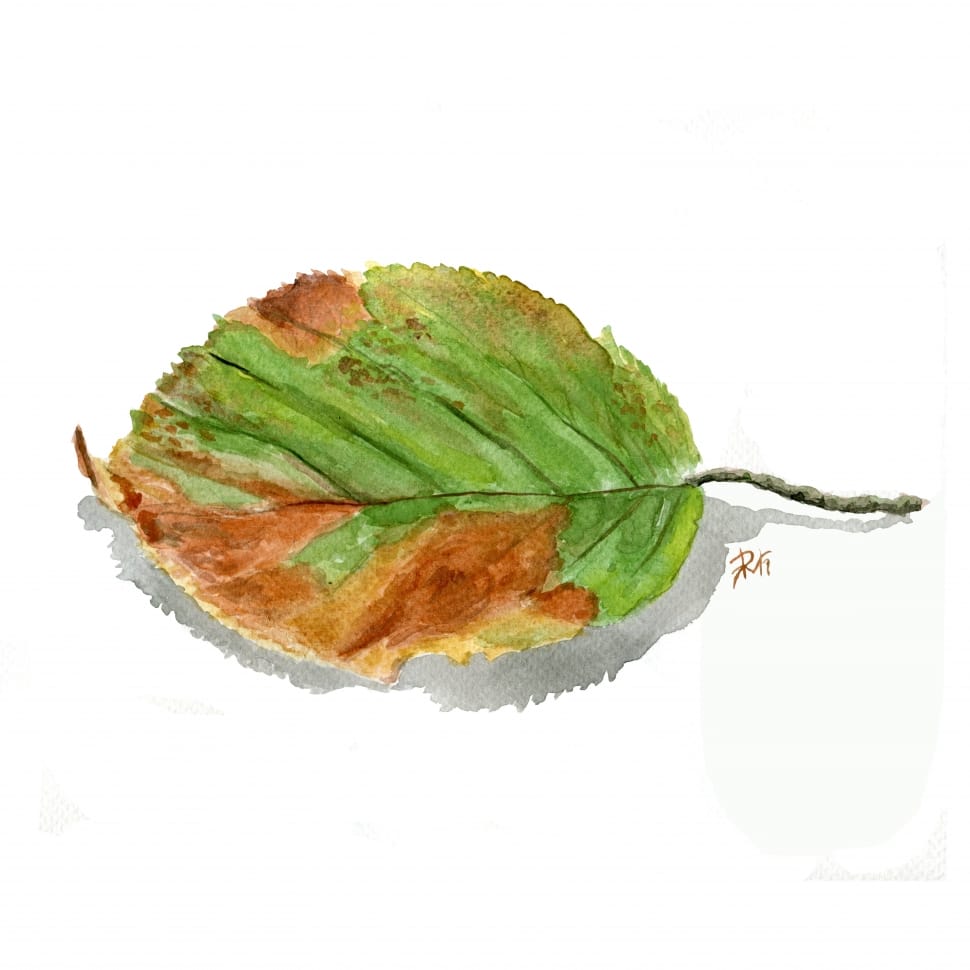 Leaf, Watercolor, Autumn, Nature, food and drink, food preview