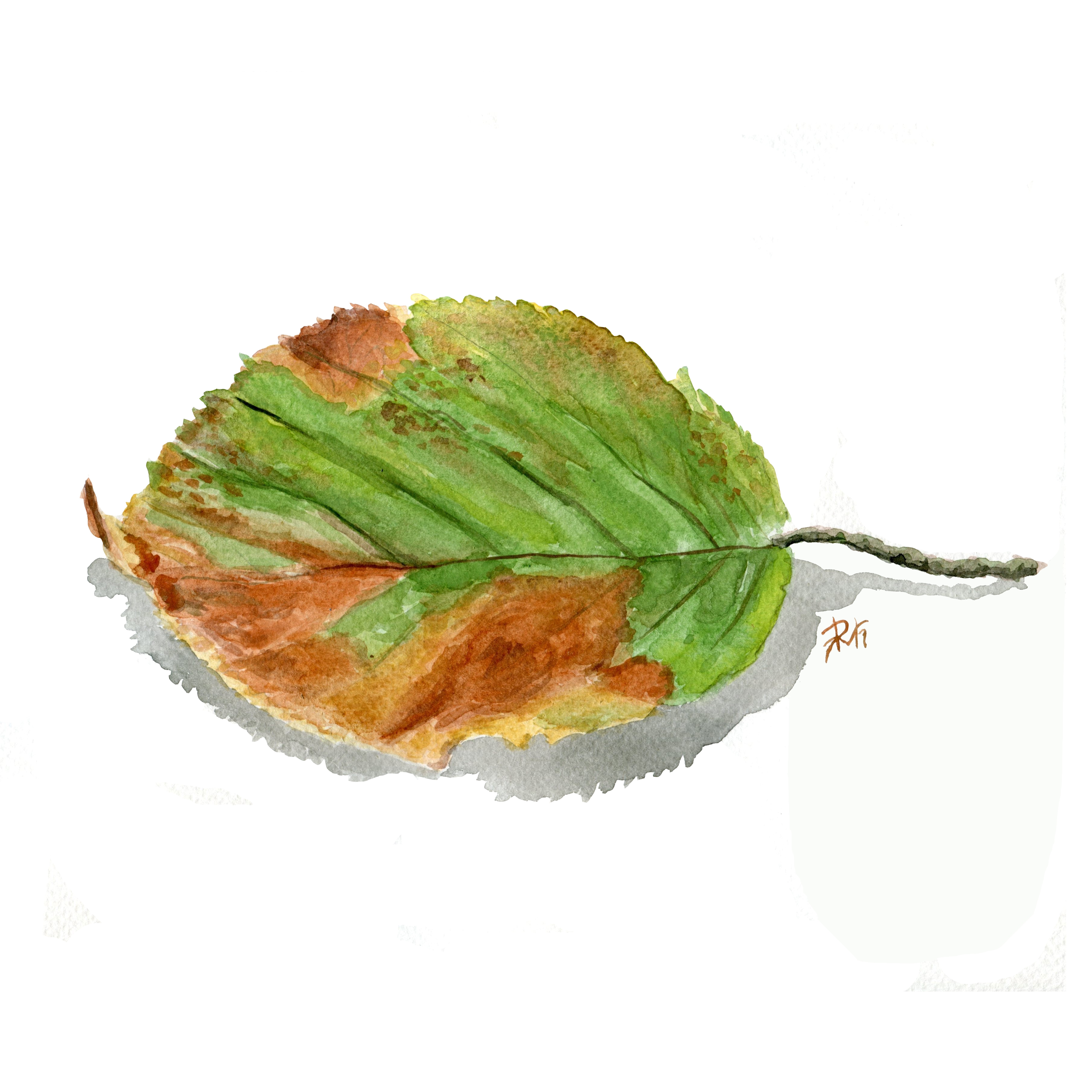 Leaf, Watercolor, Autumn, Nature, food and drink, food