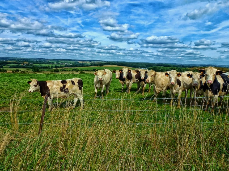 Meadow, Pasture, Cattle, France, Cows, grass, animal themes preview