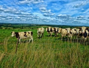 Meadow, Pasture, Cattle, France, Cows, grass, animal themes thumbnail