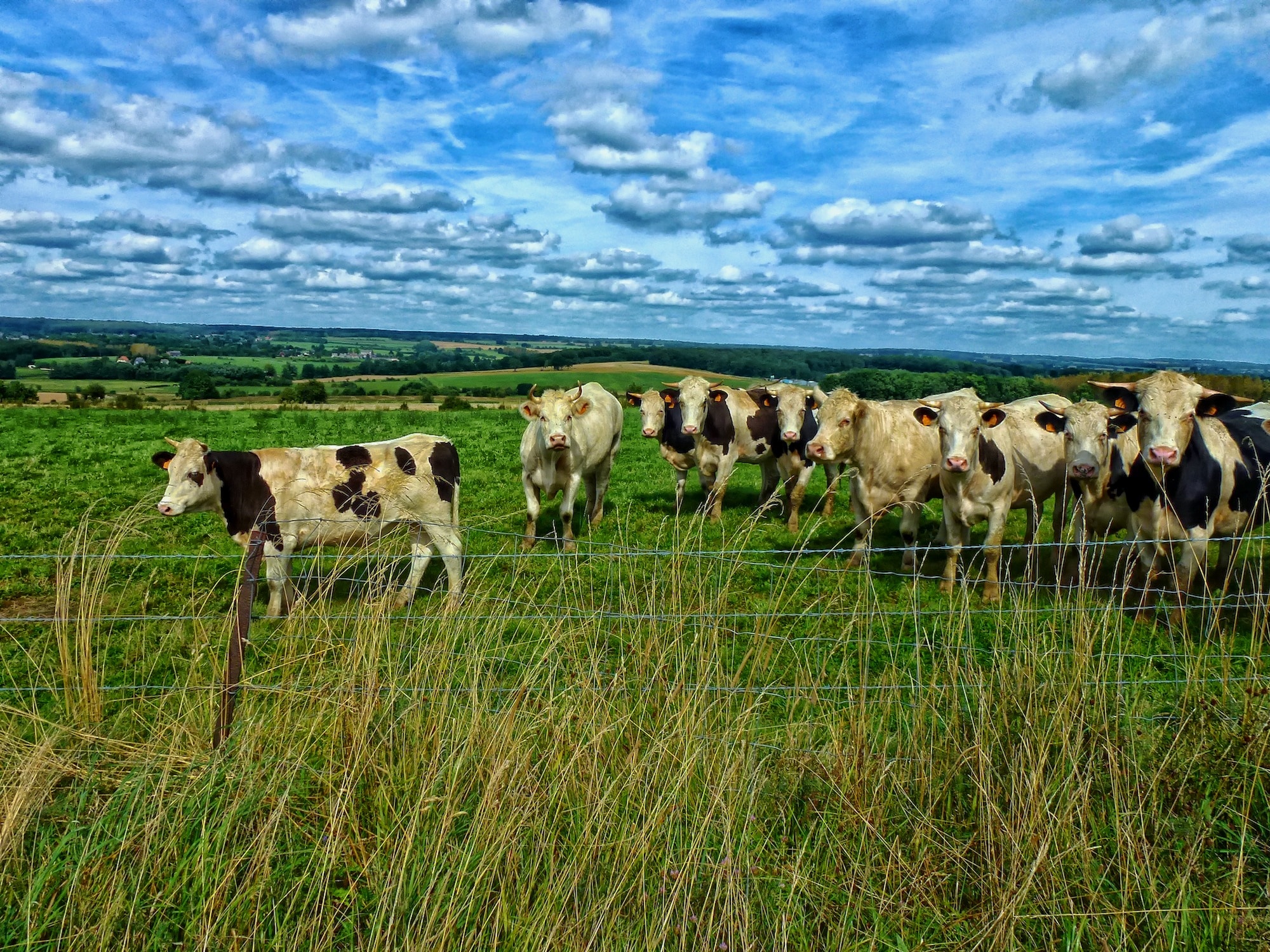 Meadow, Pasture, Cattle, France, Cows, grass, animal themes