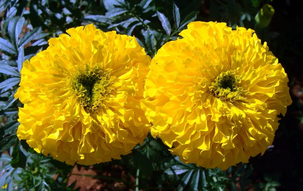 2 yellow petaled flowers during daytime preview