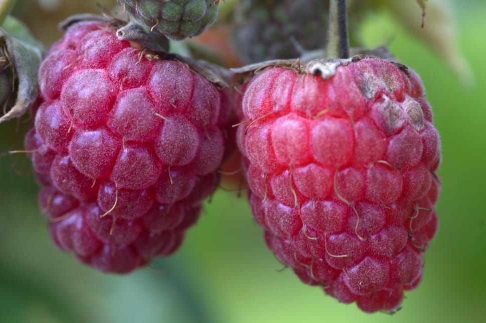 Fruit, Berries, Close, Raspberries, red, food and drink preview