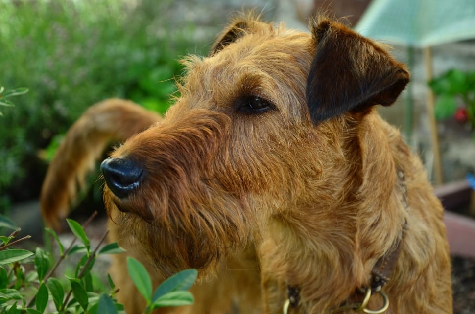 closeup photography of tan Lakeland Terrier preview
