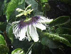 Passiflora, Passion Flower, Flower, purple, flower thumbnail