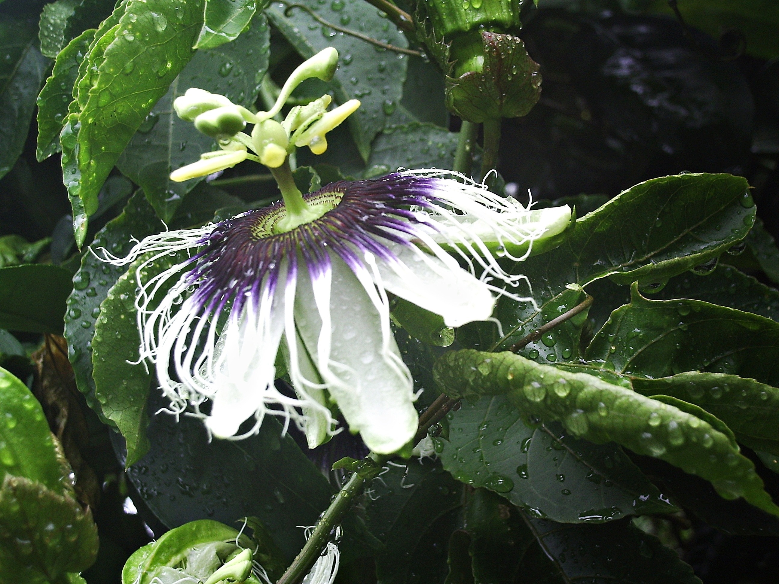 Passiflora, Passion Flower, Flower, purple, flower