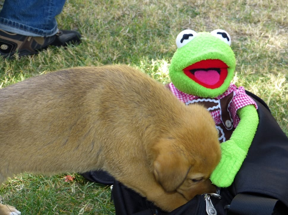 fawn short coat and kermit frog plush toy preview
