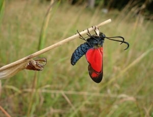 Butterfly, Sumpfhornklee Infausta, hanging, animal themes thumbnail