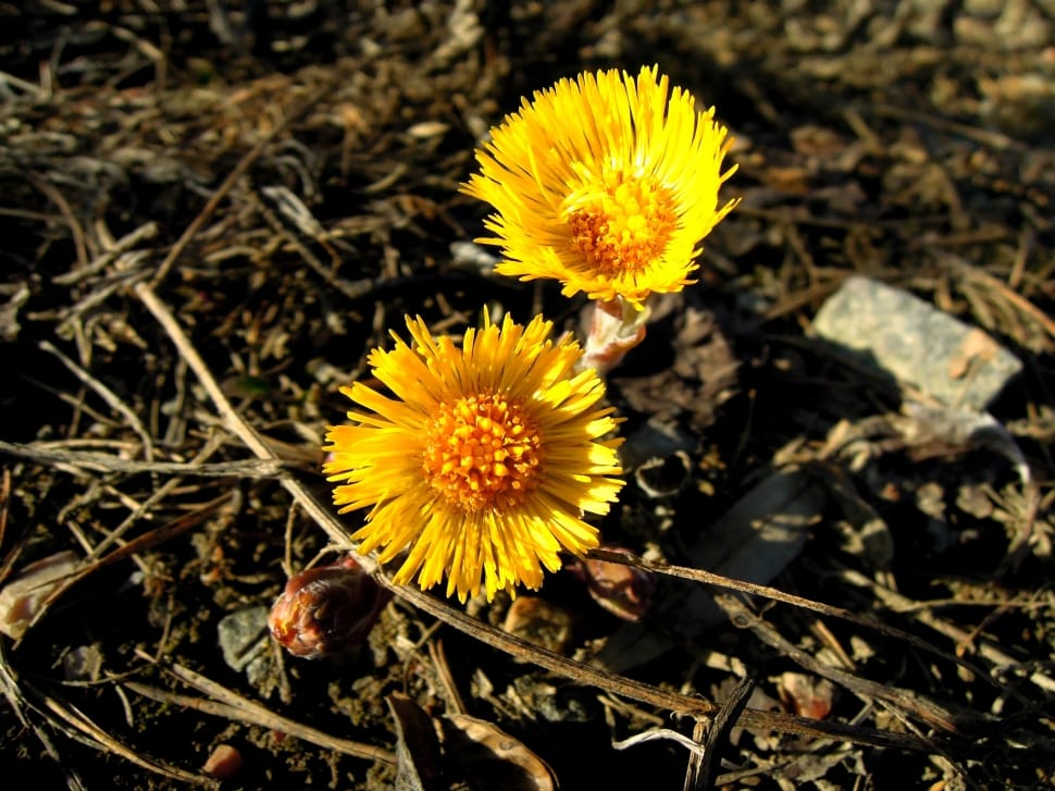 Coltsfoot, Spring Plant, Spring, Yellow, flower, yellow preview