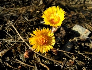 Coltsfoot, Spring Plant, Spring, Yellow, flower, yellow thumbnail