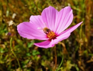 Flower, Blossom, Close, Bloom, Pink, flower, one animal thumbnail