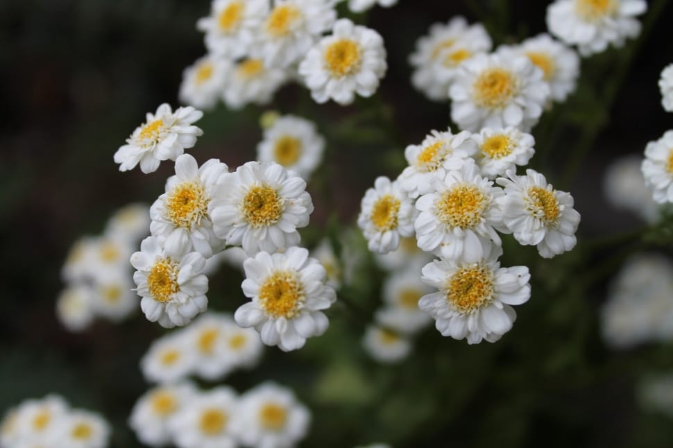 white petaled flower lot preview