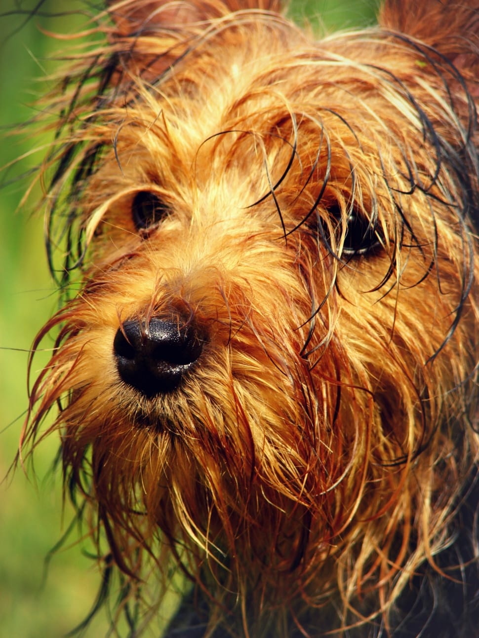 close up photography of yorkshire terrier during daytime preview