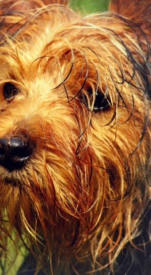 close up photography of yorkshire terrier during daytime thumbnail