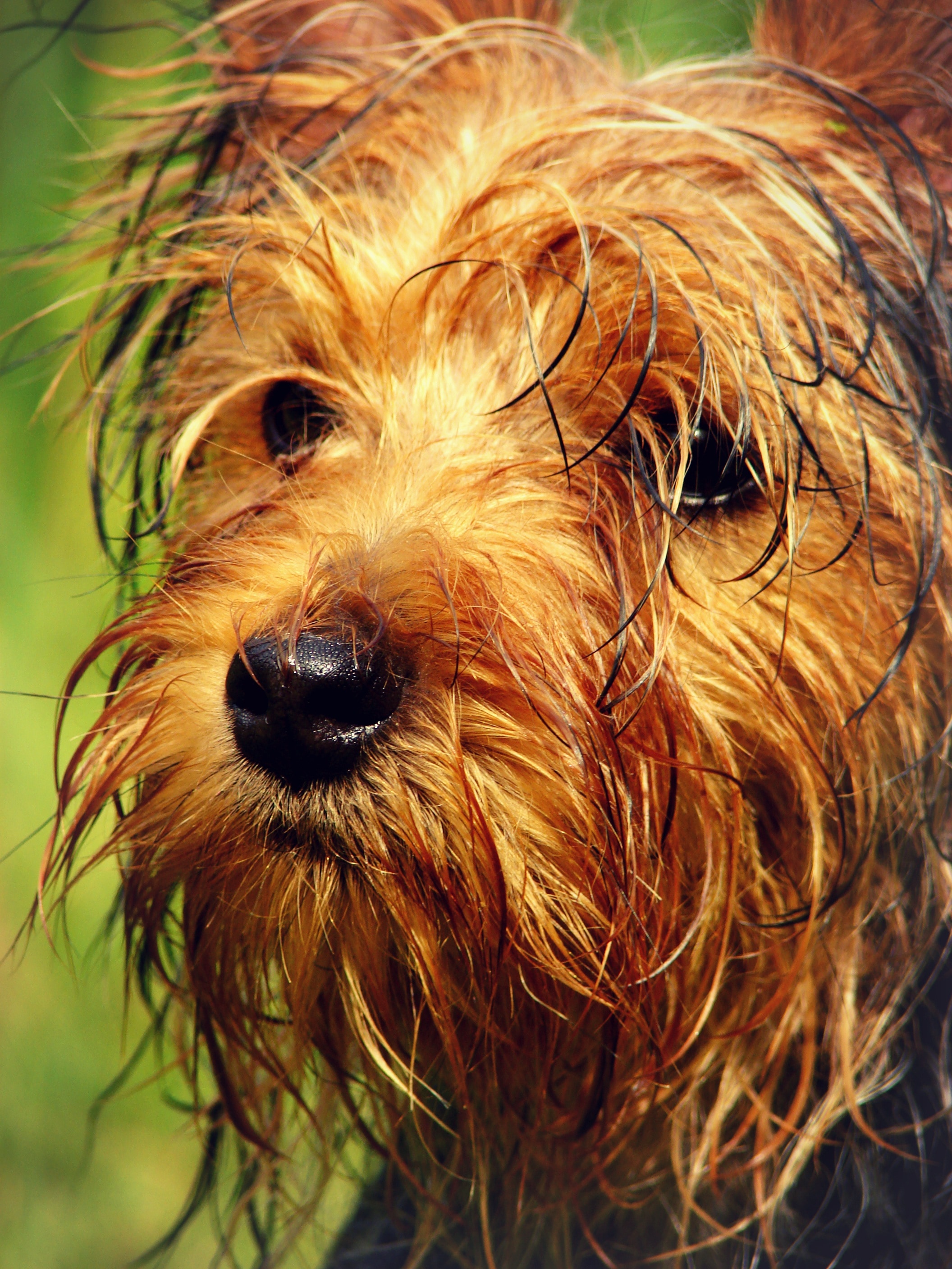 close up photography of yorkshire terrier during daytime