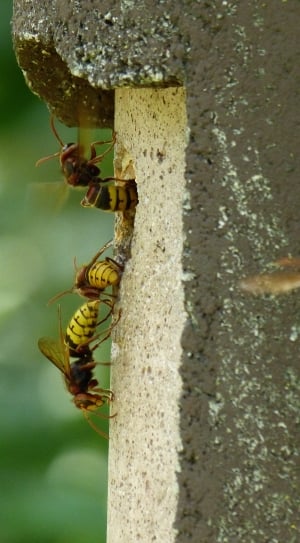 Insect, Animal, Hornets, Vespa Crabro, insect, animals in the wild thumbnail