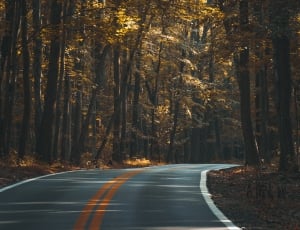trees on the side of road photography thumbnail