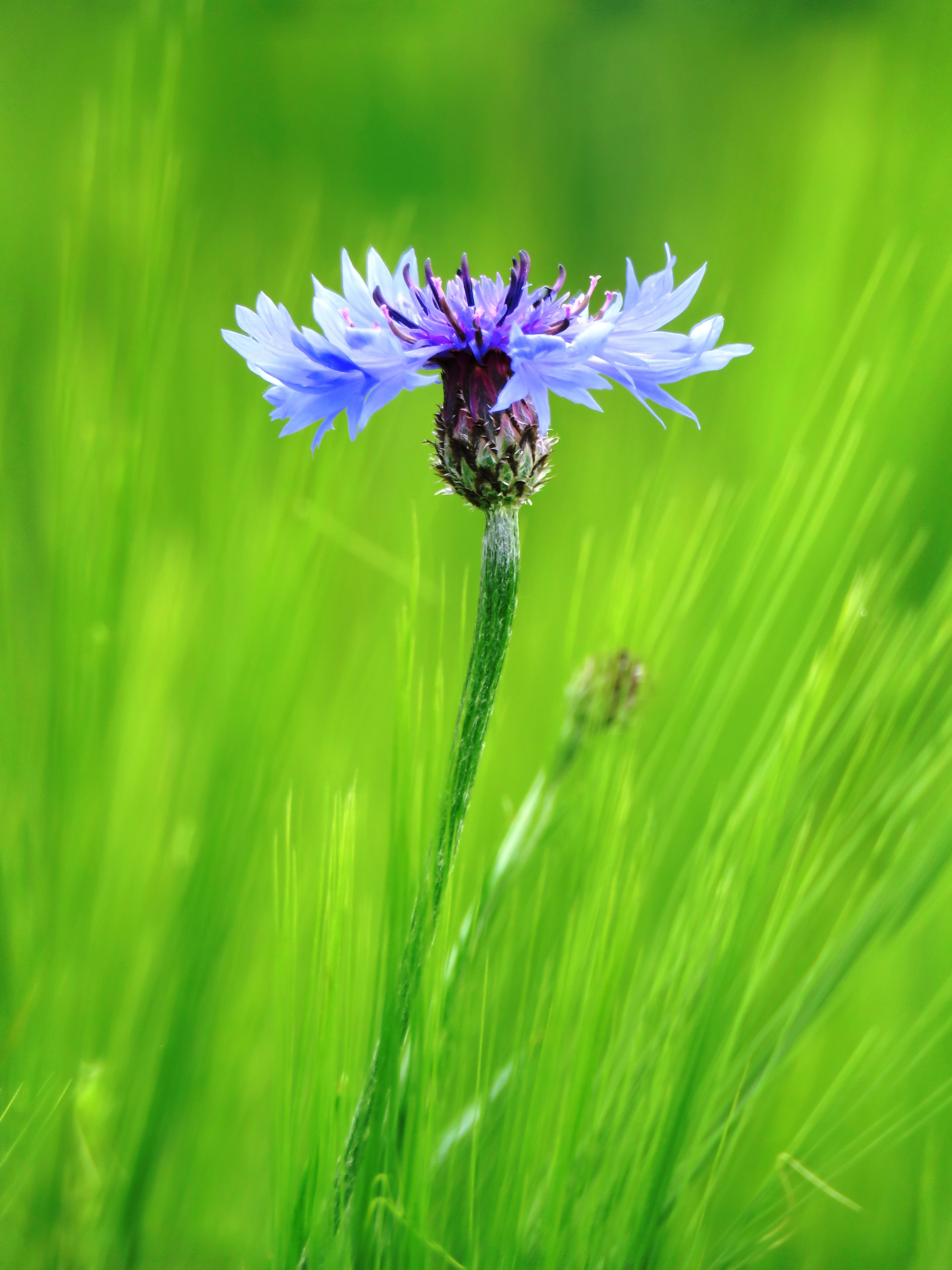 1080x1920 wallpaper | violet flower plant | Peakpx