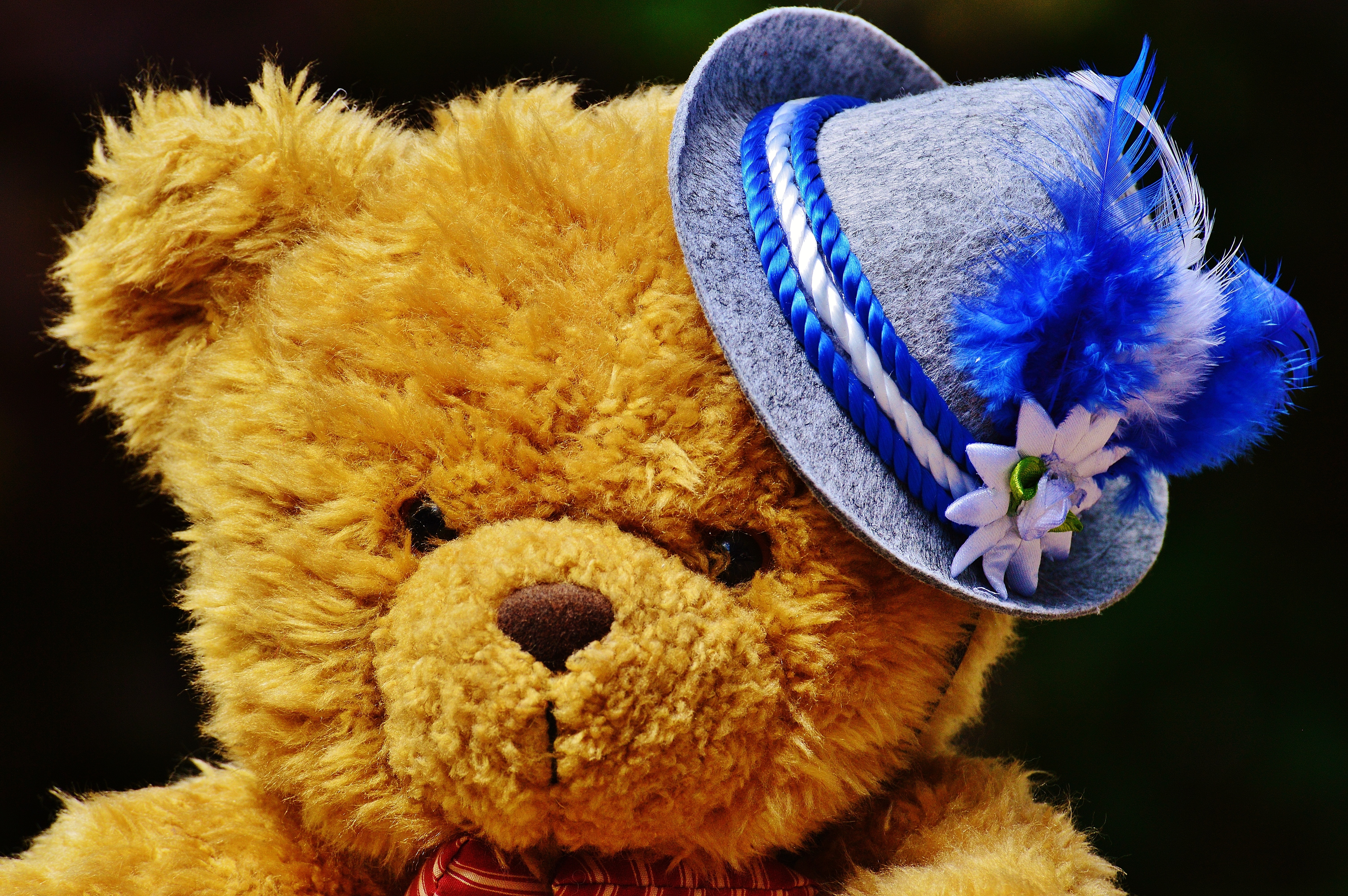 teddy bear with blue hat