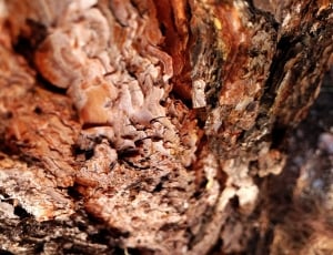 Bark, Brown, Tree, Texture, Rough, Wood, textured, nature thumbnail