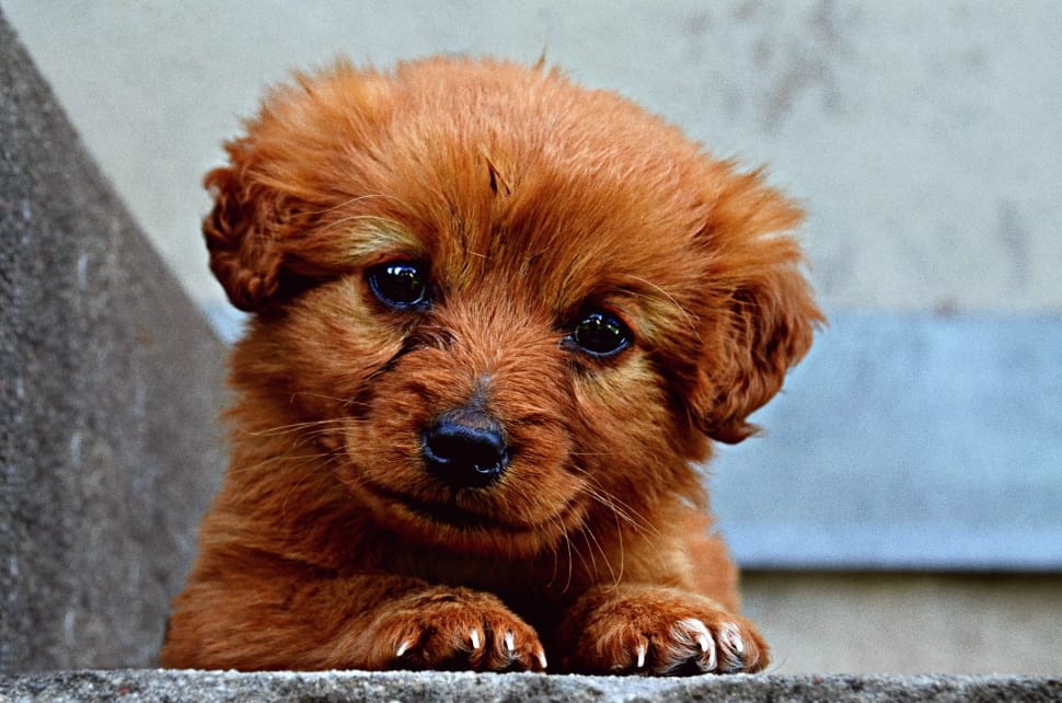 dark golden retriever puppy on concrete surface preview