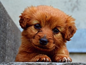 dark golden retriever puppy on concrete surface thumbnail
