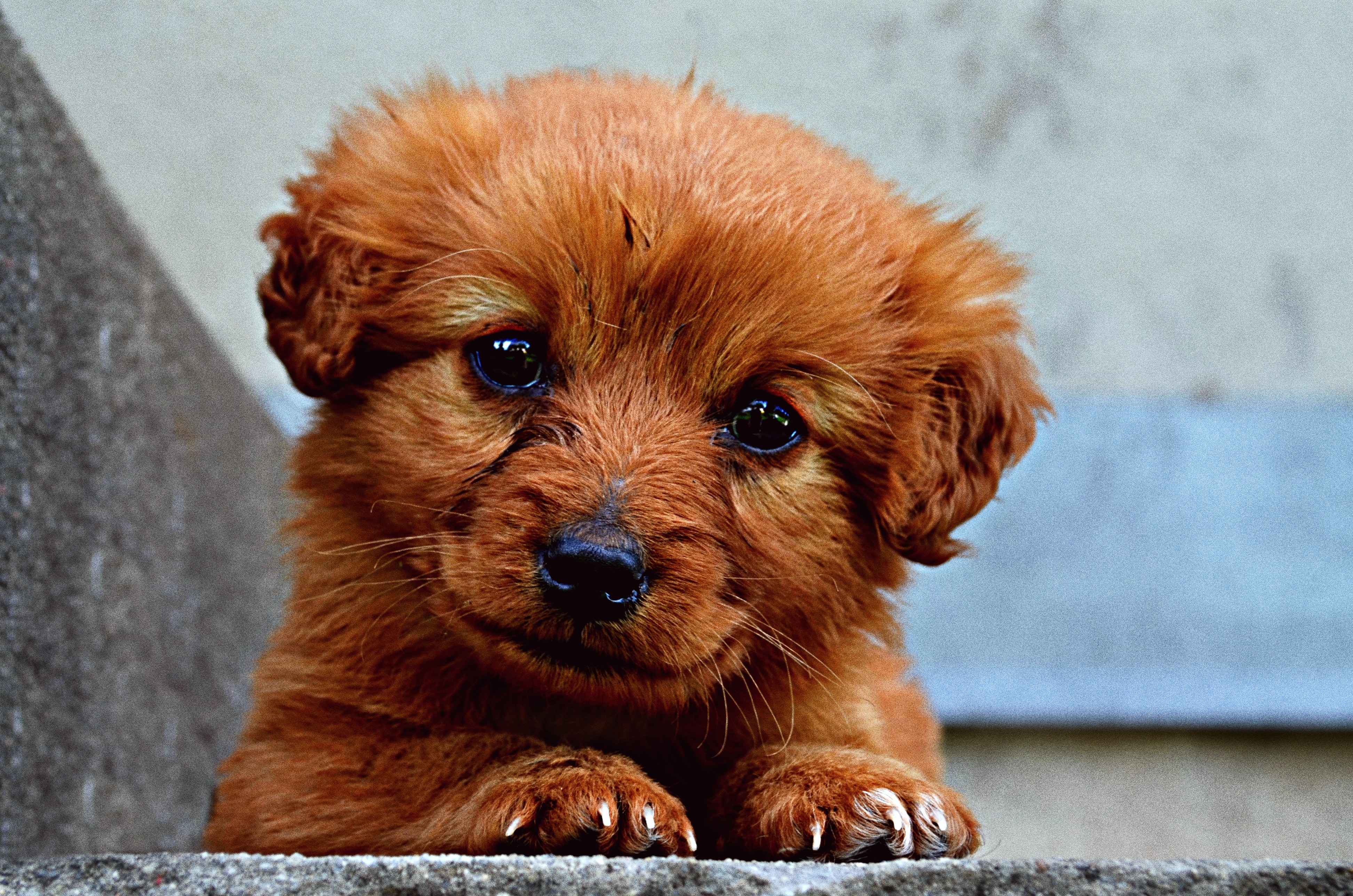 dark golden retriever puppy on concrete surface