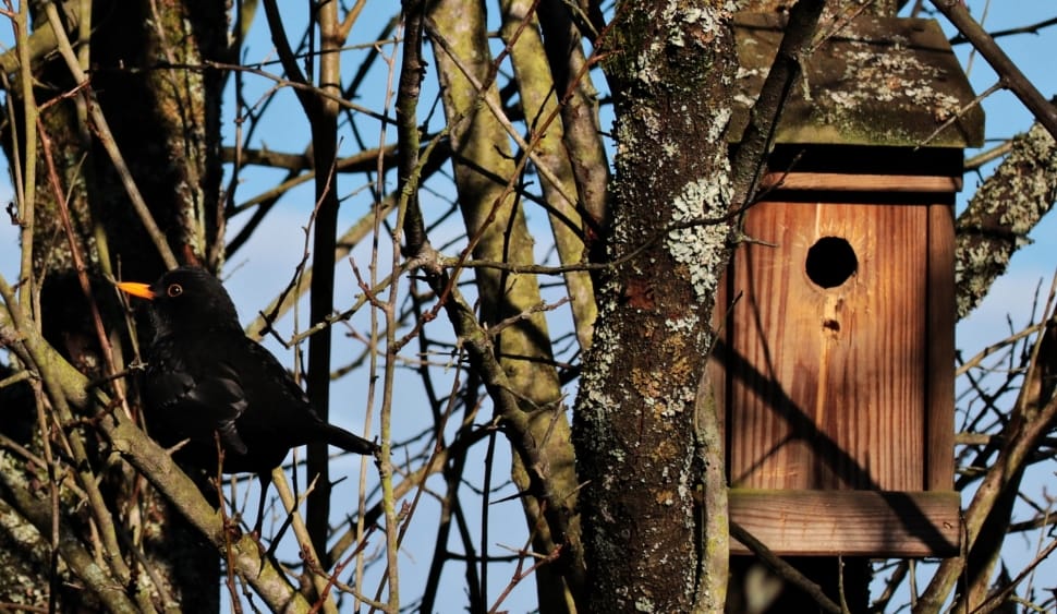 common blackbird and brown wooden nest box preview