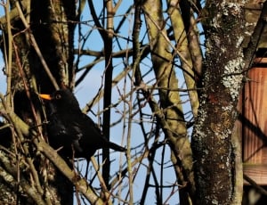 common blackbird and brown wooden nest box thumbnail