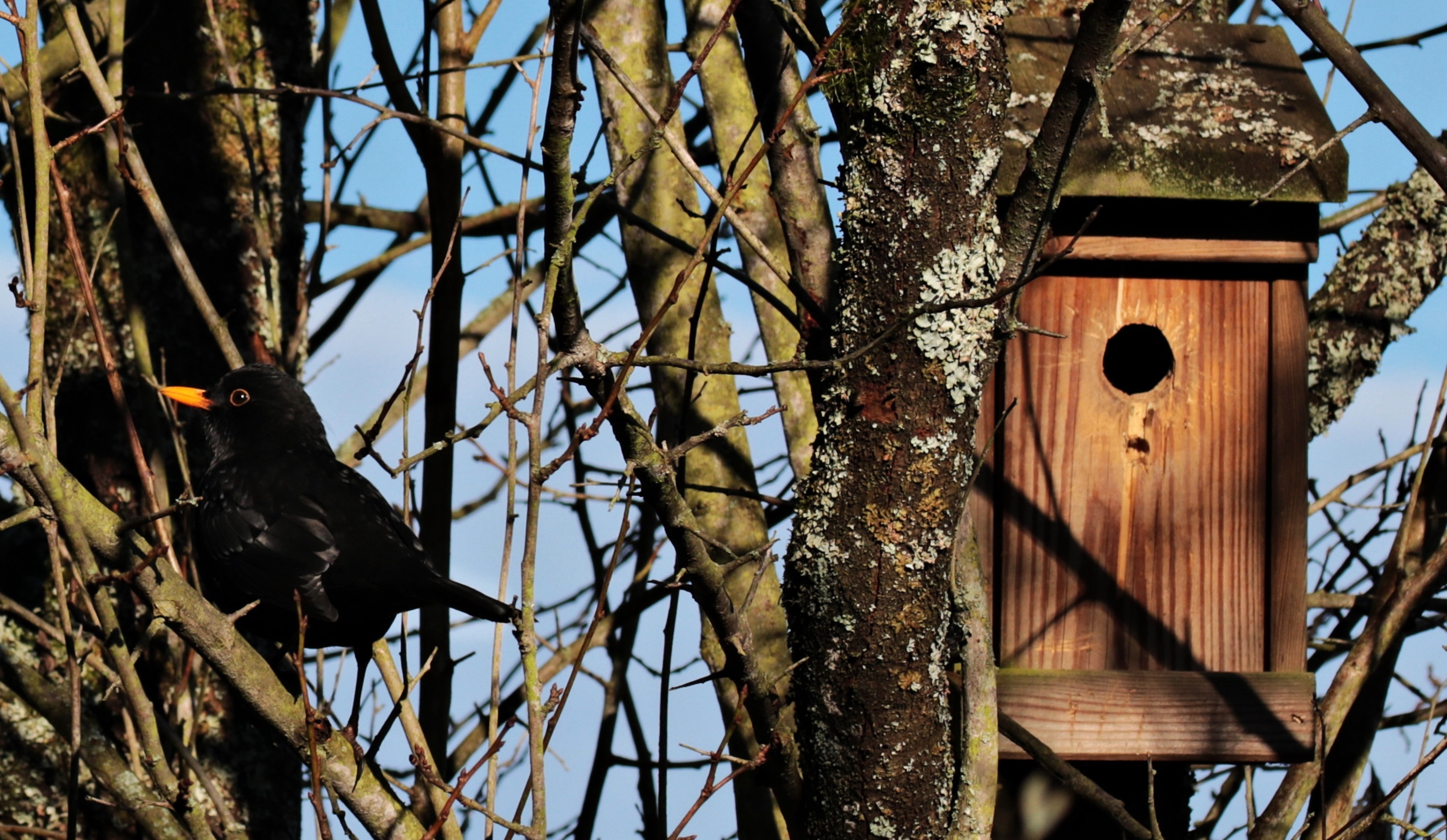 common blackbird and brown wooden nest box