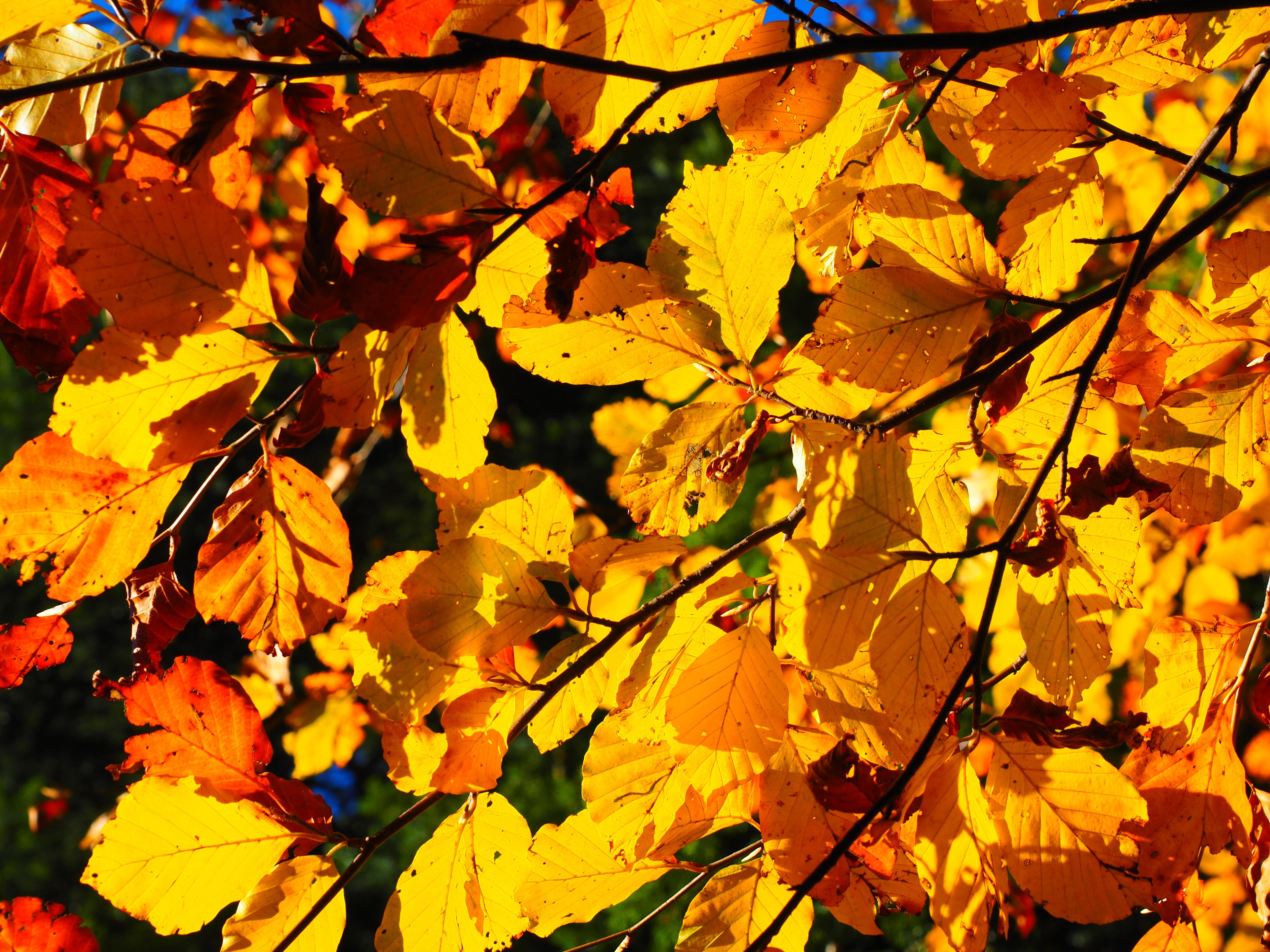 Лист осенний золотист. Осенние листья. Красивые листья. Картинки на рабочий стол осень Золотая. Золотая листва.