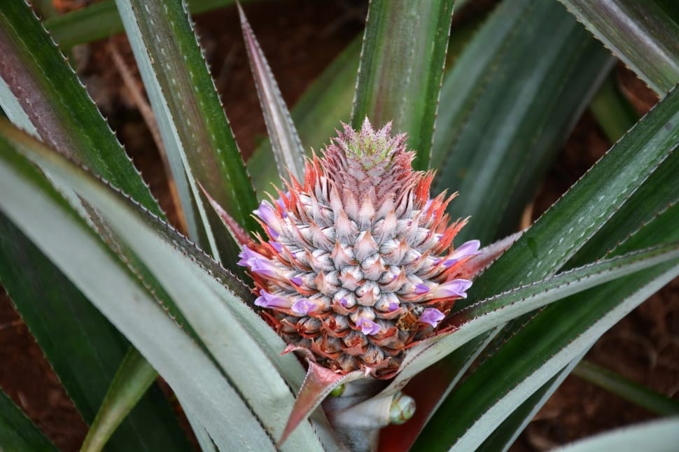 tropical green spiky plant preview