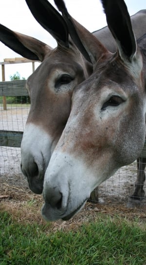 2 grey and black donkeys thumbnail