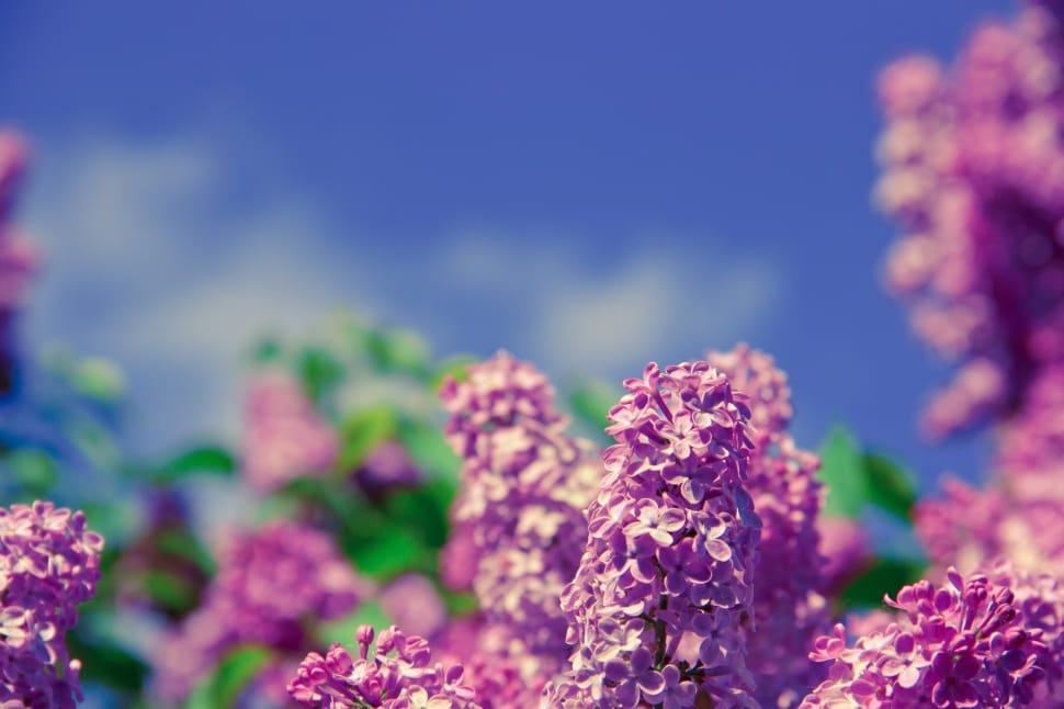 purple petal flowers preview
