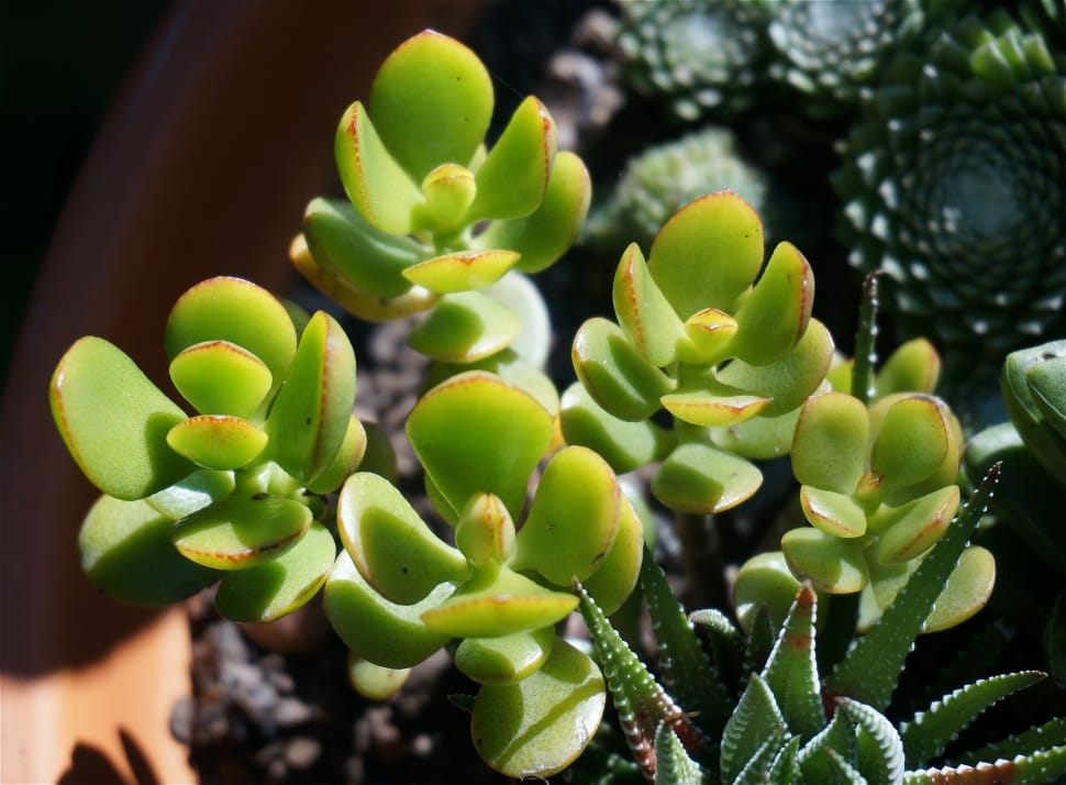 Container Plant, Succulent, Jade Plant, green color, growth preview