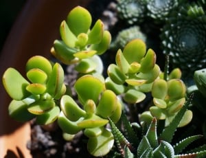 Container Plant, Succulent, Jade Plant, green color, growth thumbnail